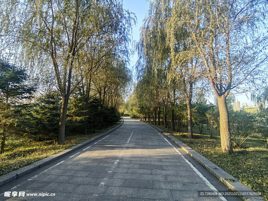 林间宽阔柏油道路