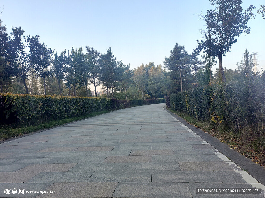 林间石板路静谧自然景