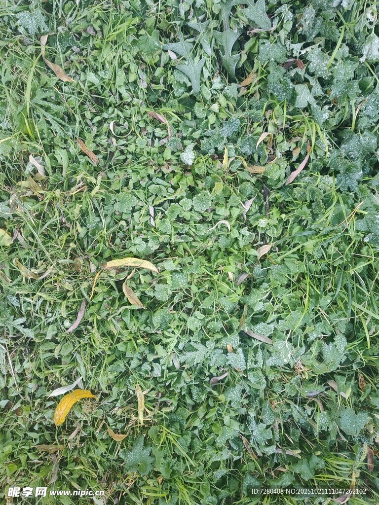 翠绿草地间的一抹黄叶