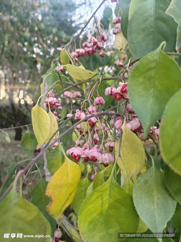 枝头绽放的粉色花朵