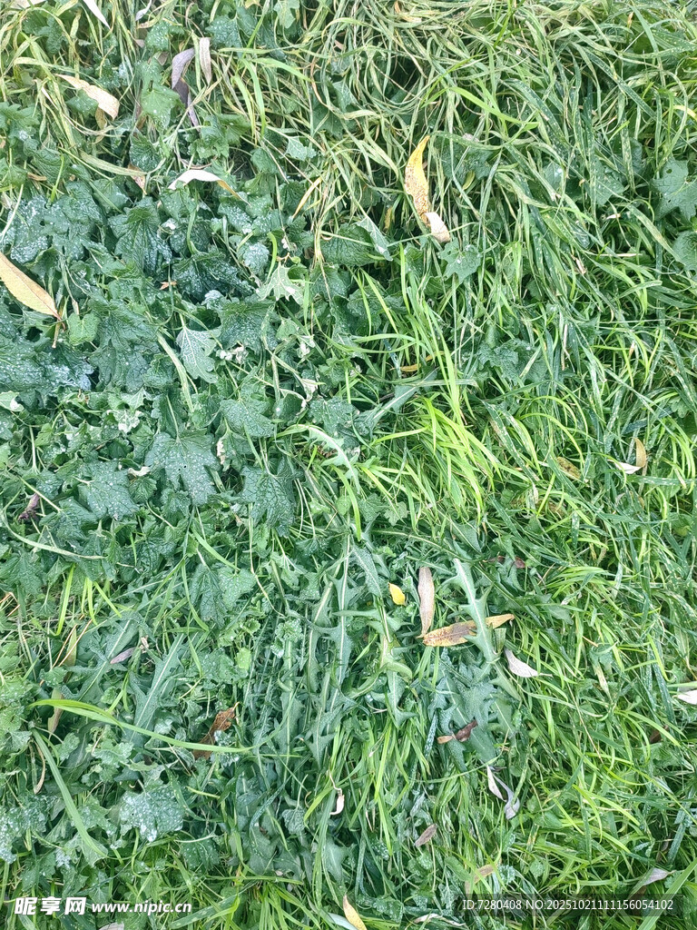 翠绿草地生机盎然