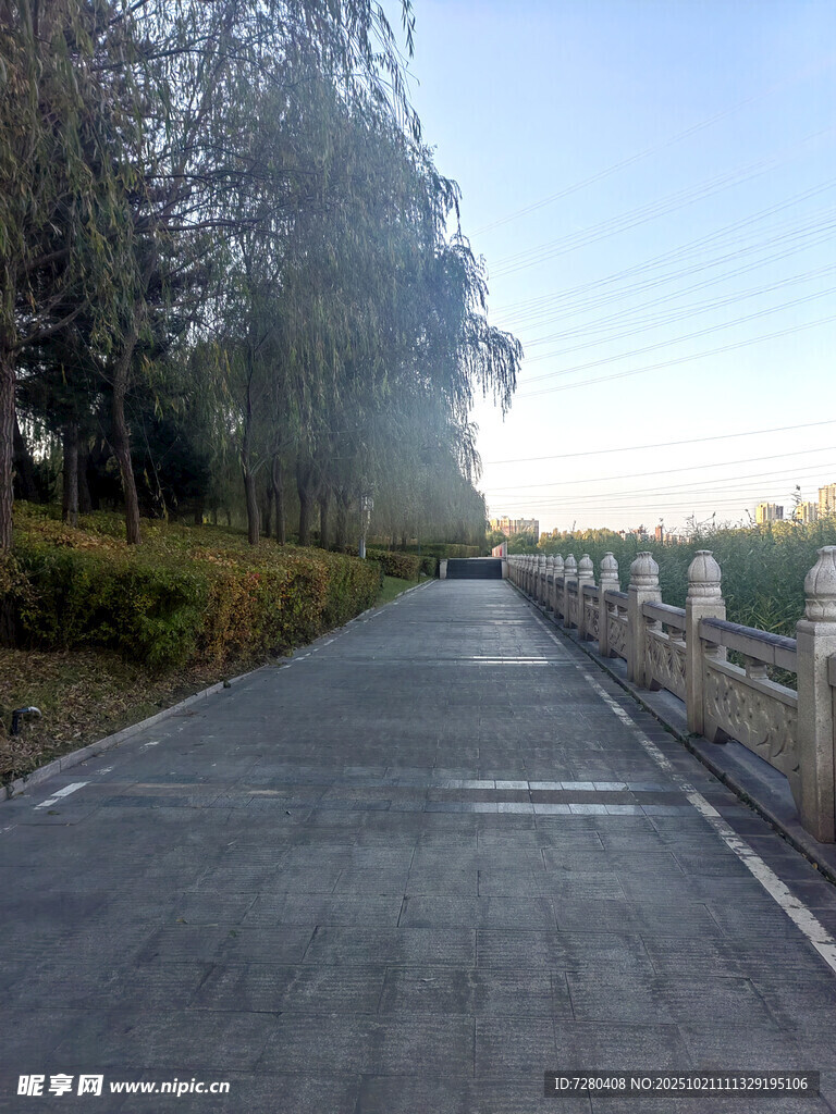 秋日林荫下的静谧道路