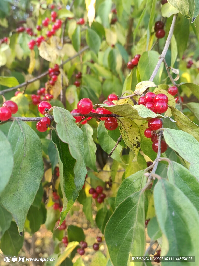 绿叶间的红果植物景观
