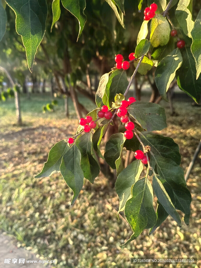 绿叶间绽放的娇艳红花