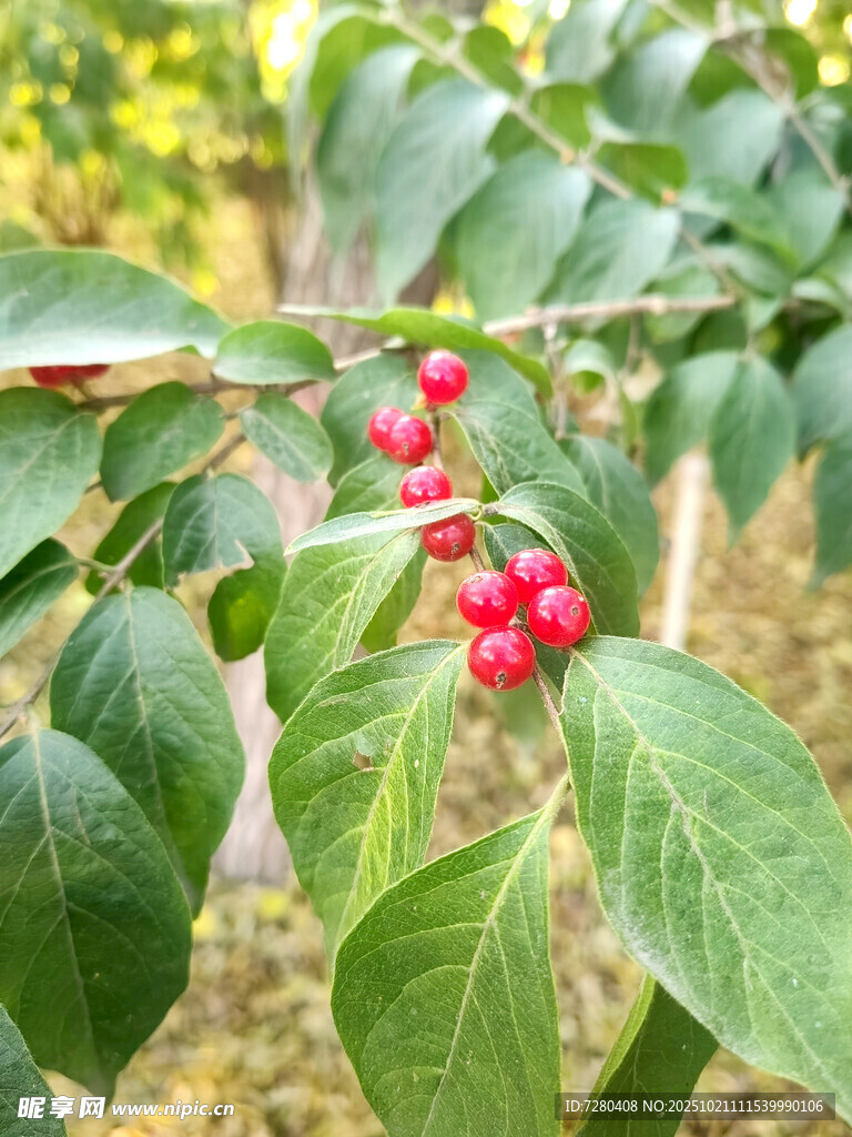 绿叶间的红果