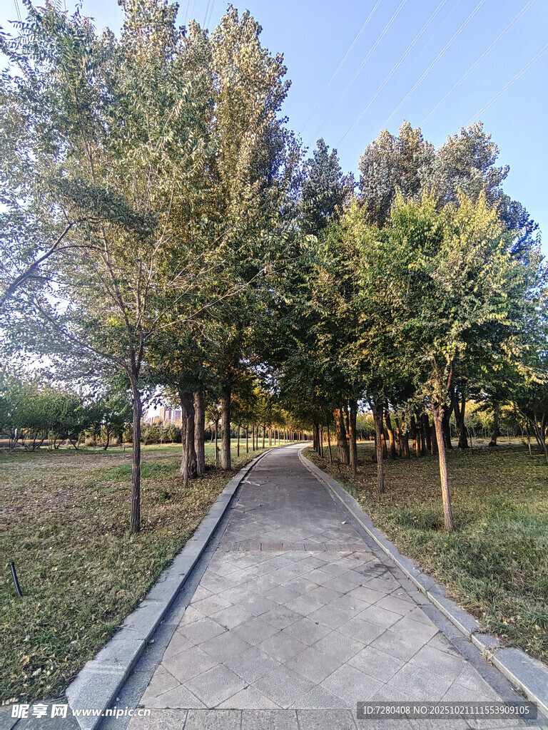林间小径静谧自然风景
