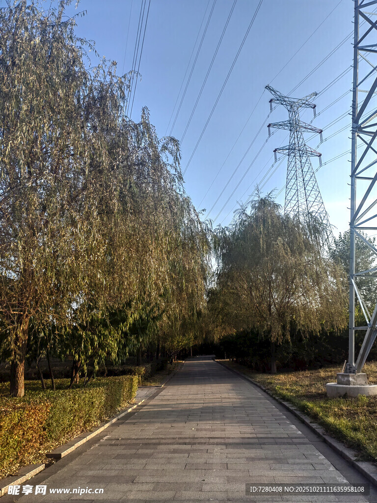 乡间小路旁的电线与树木