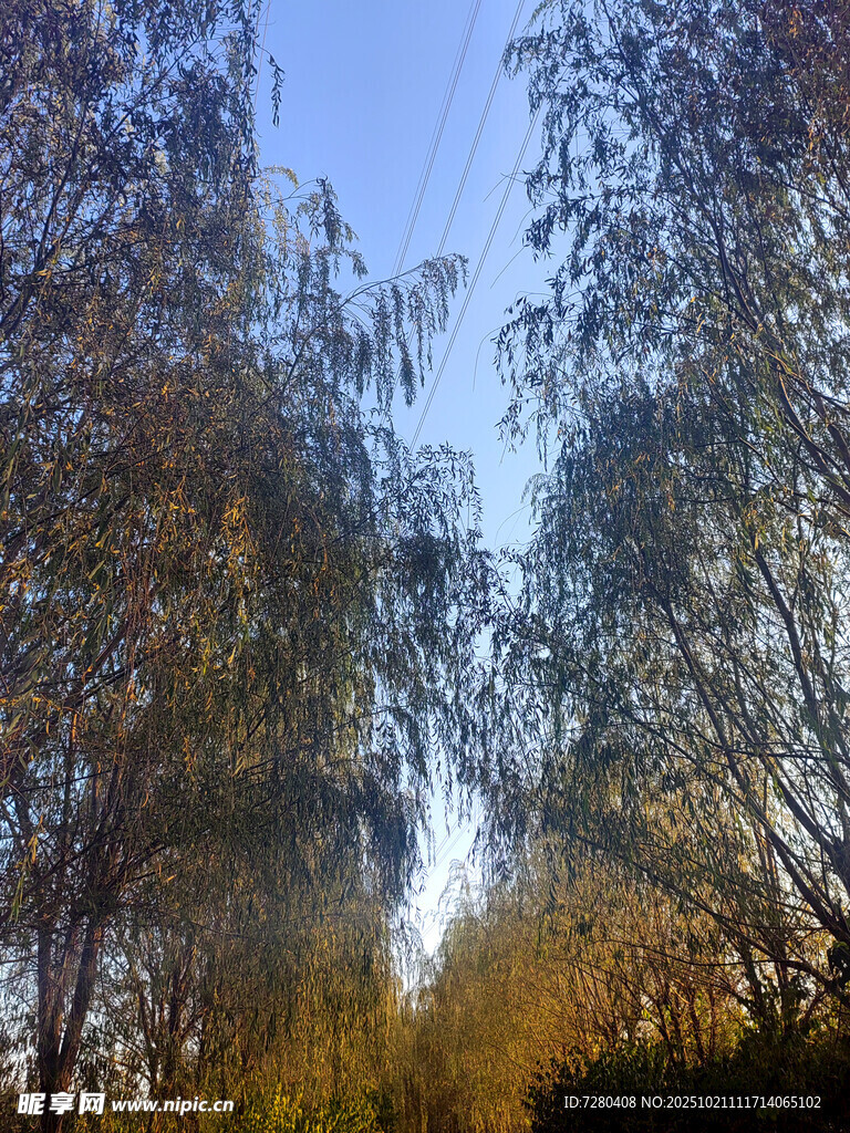 林间晨光树木沐浴暖阳