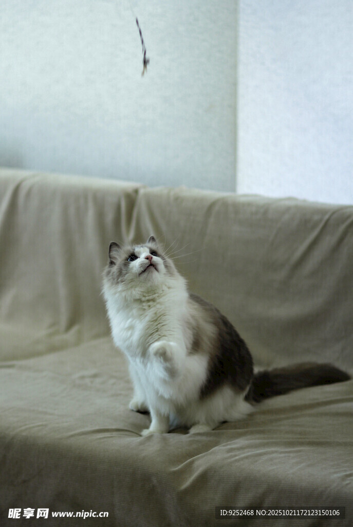 沙发 猫咪