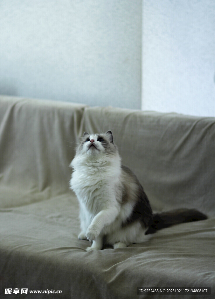 双色猫 