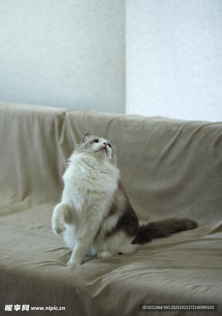 仙女猫 