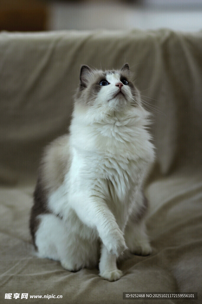  布偶猫