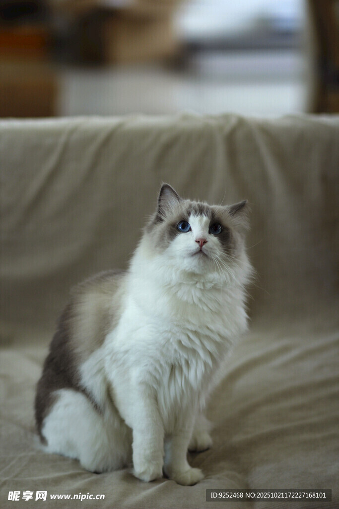  布偶猫