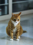 橘猫 端坐