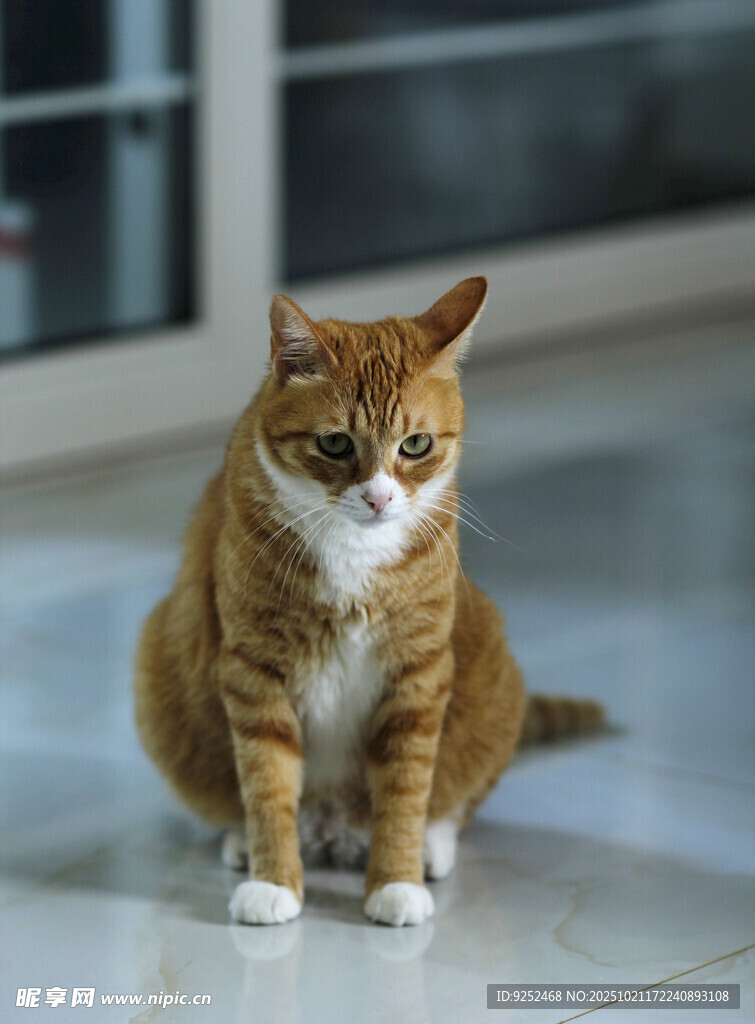 橘猫 端坐
