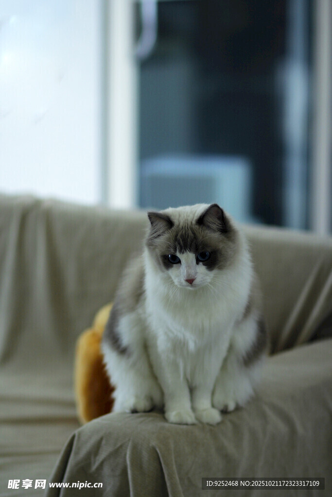 布偶猫 坐姿
