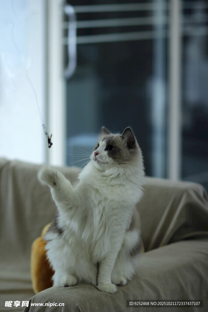 猫咪 沙发
