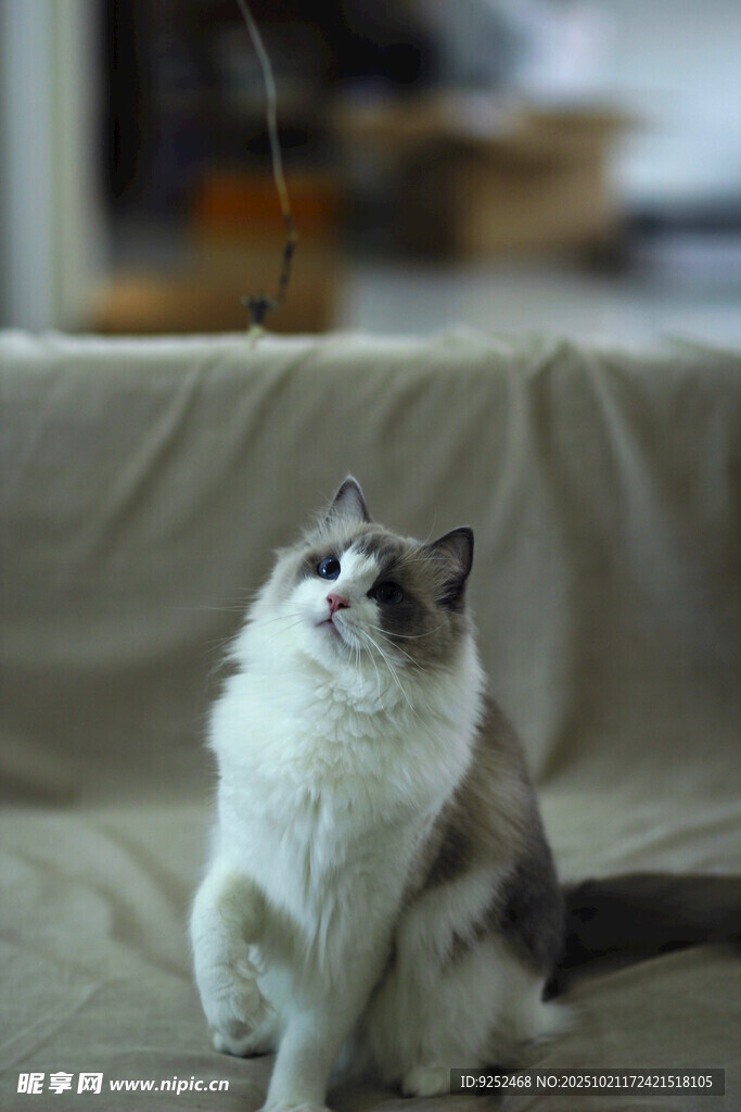 仙女猫 