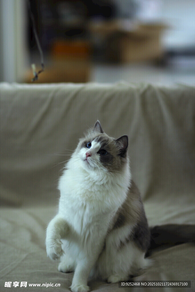 布偶猫 张望