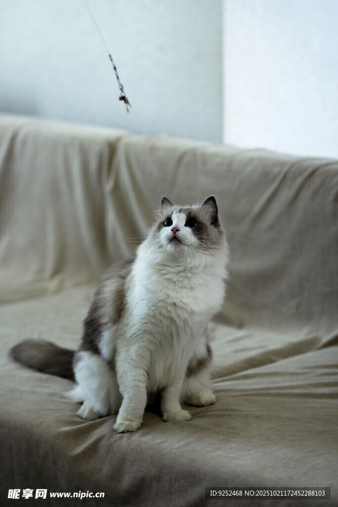 长毛猫 沙发