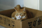 橘猫 猫窝