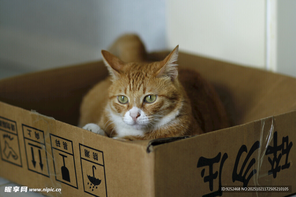 橘猫 猫窝