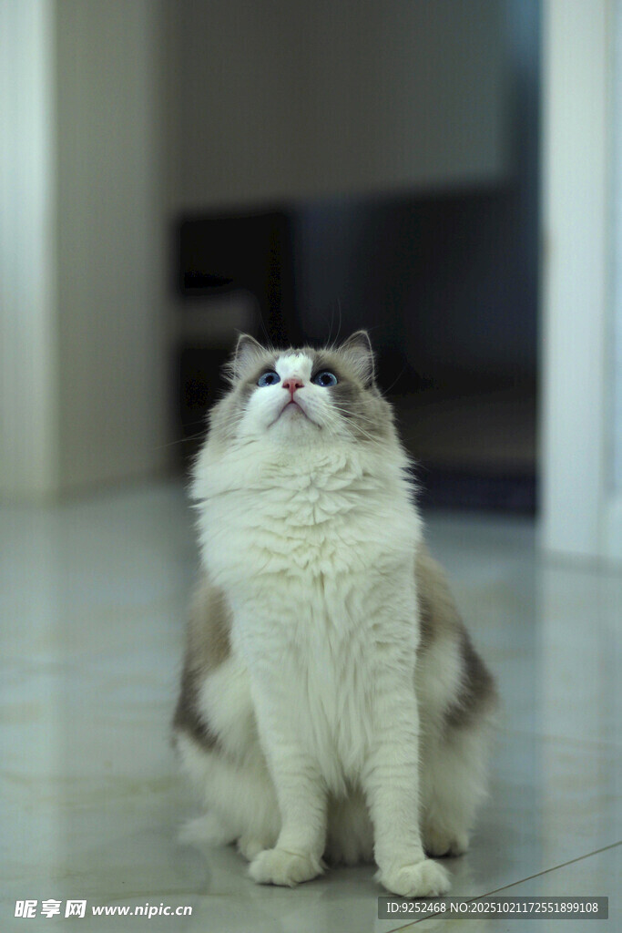 布偶猫
