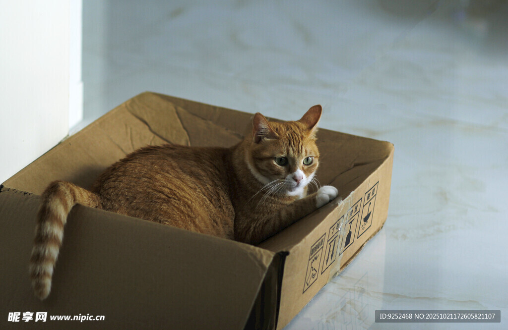 橘猫 纸箱
