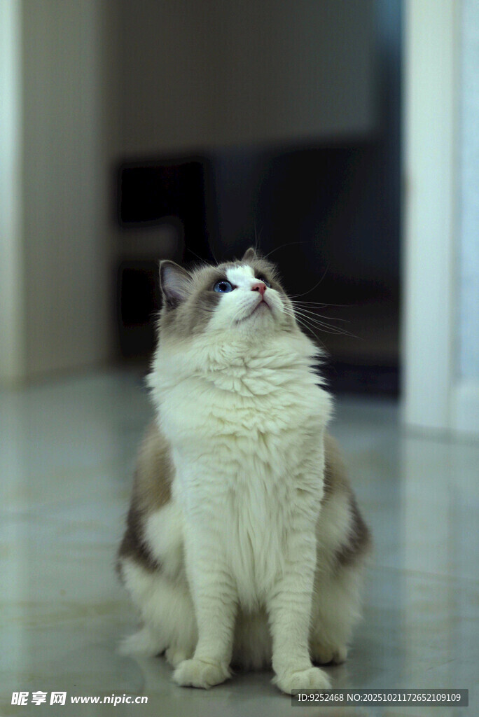 猫咪 抬头