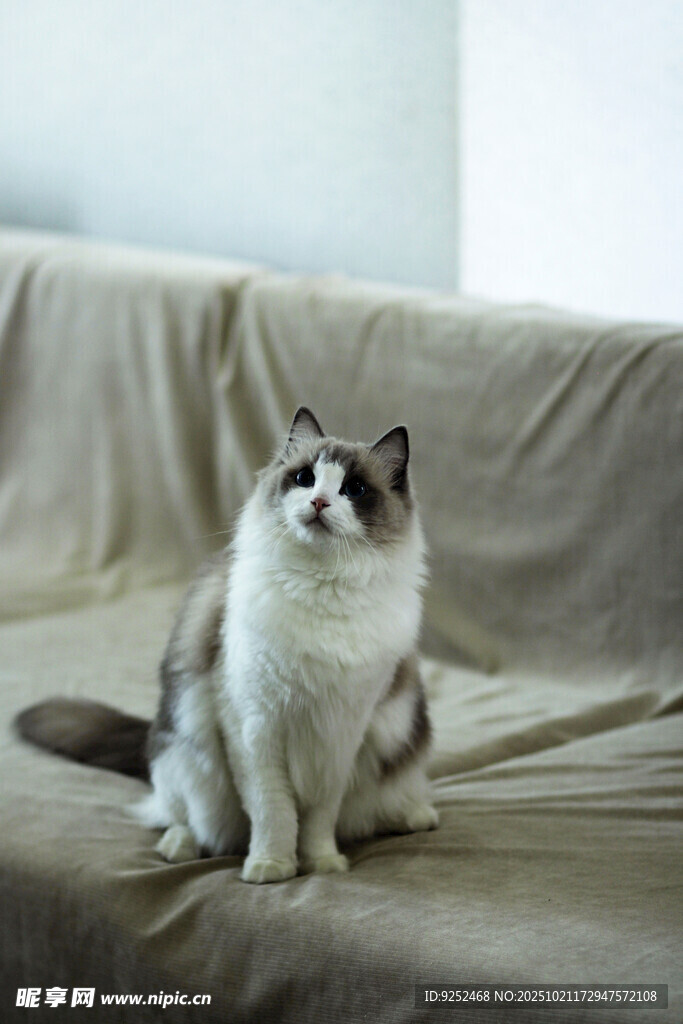 布偶猫 沙发