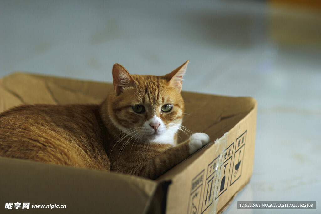 猫咪 猫窝
