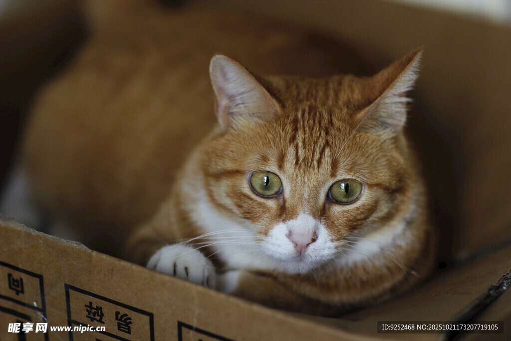 橘猫 休息