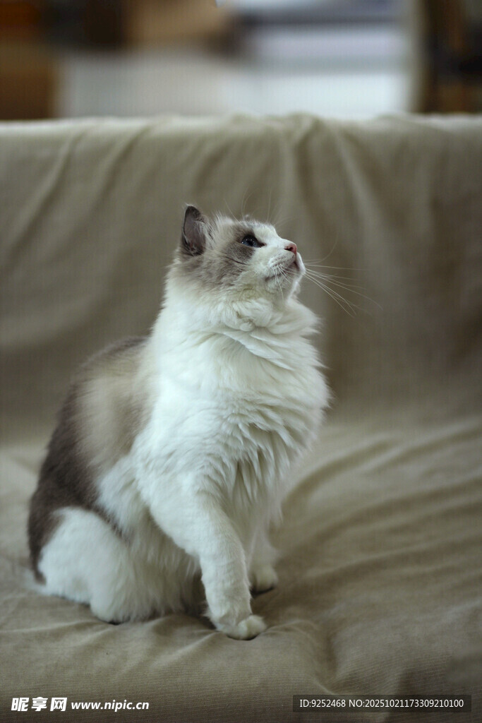 长毛猫 沙发