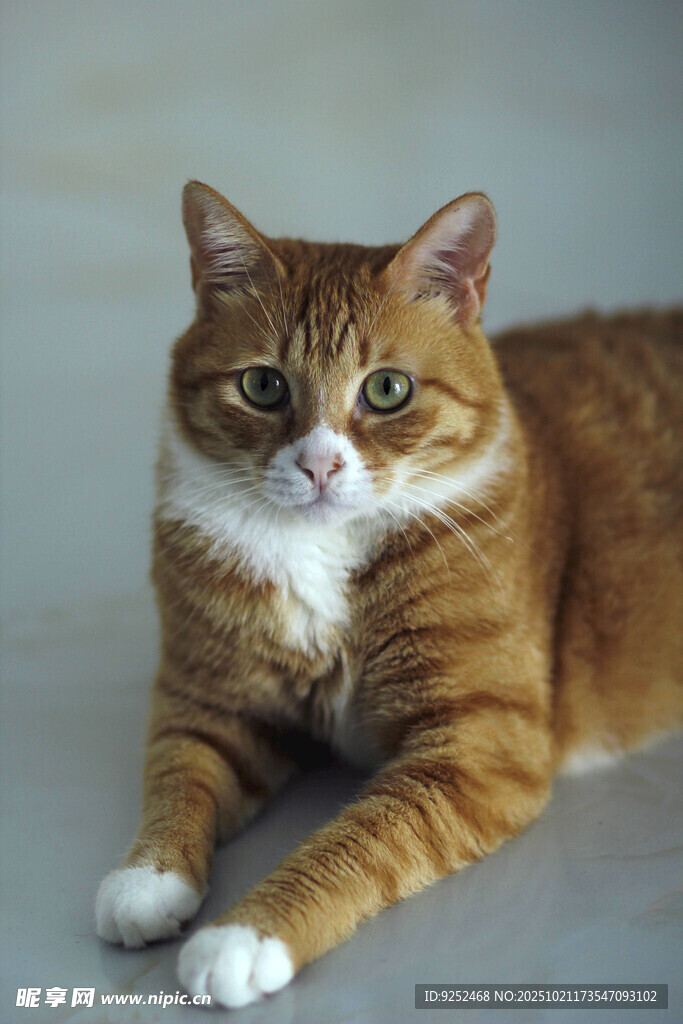 橘猫 