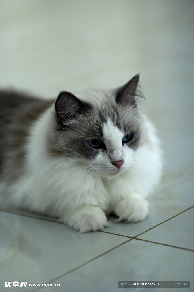 仙女猫 