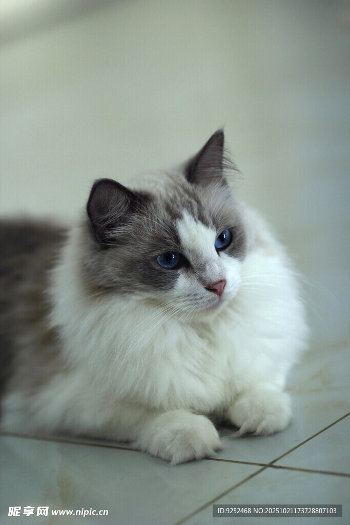 萌宠 布偶猫