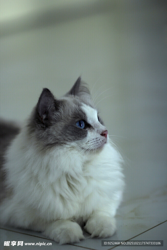 布偶猫 侧卧