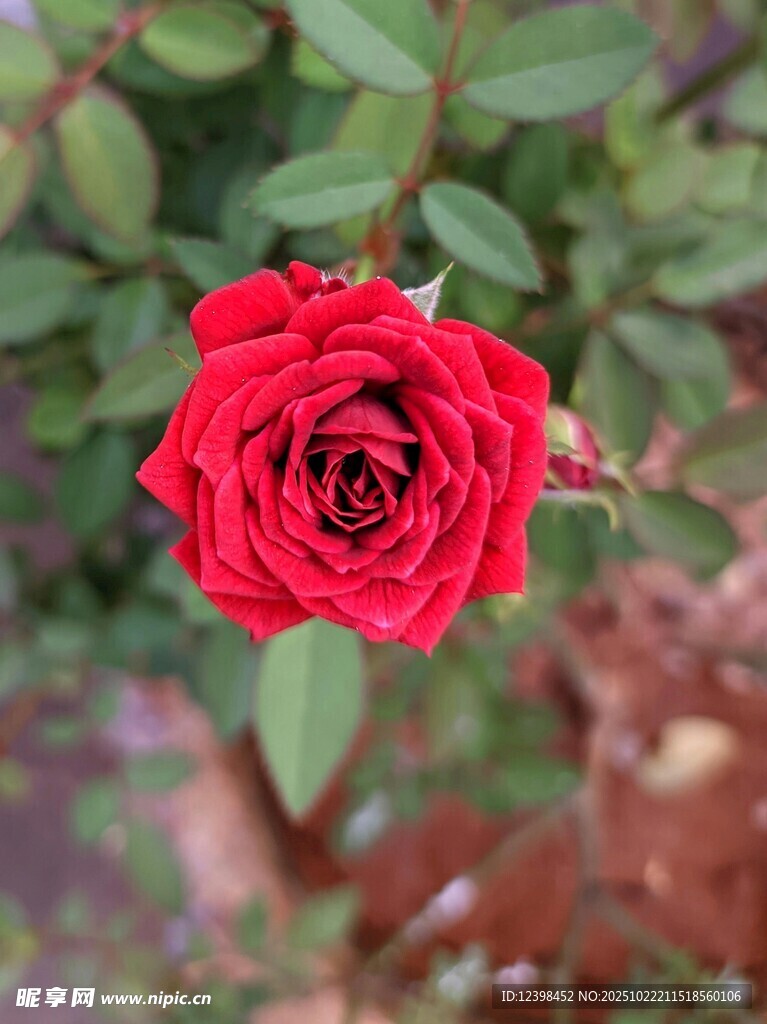 娇艳红玫瑰特写