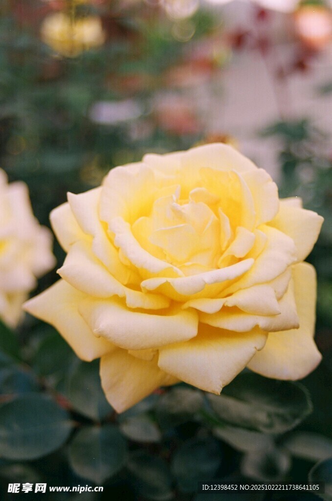 黄色娇艳月季花