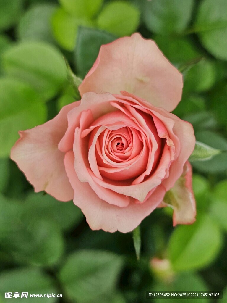 粉色柔美单朵玫瑰花