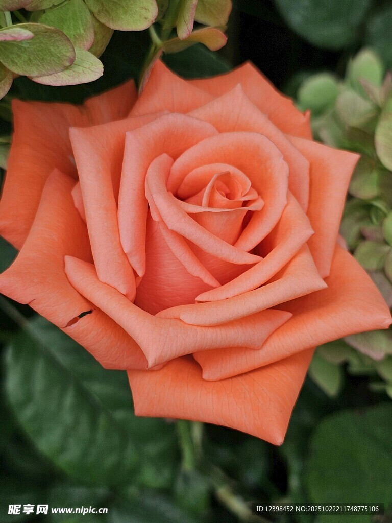 橙色娇艳玫瑰特写