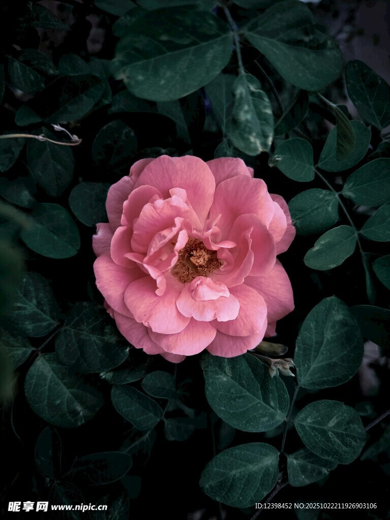 娇艳粉色玫瑰与绿叶