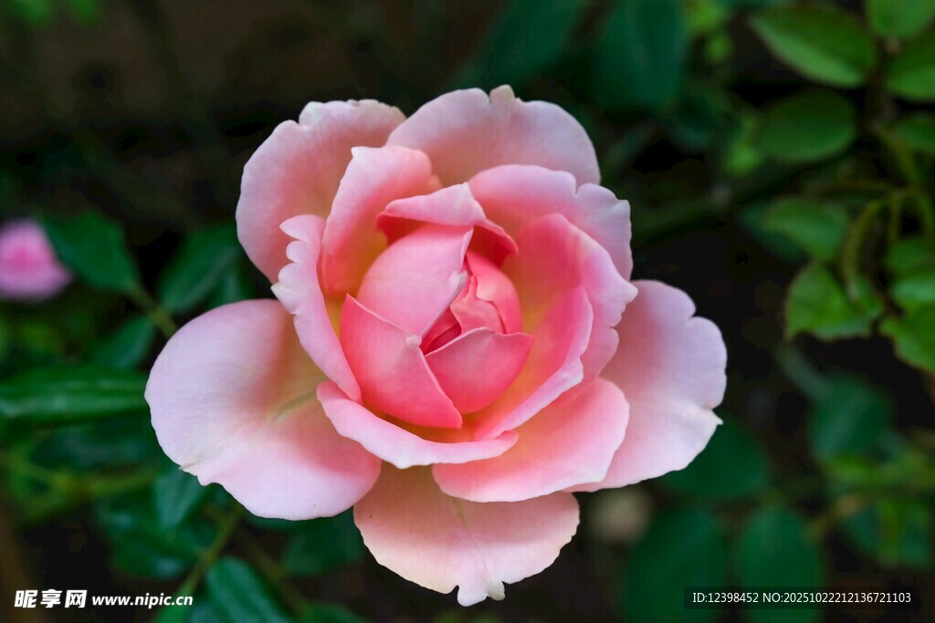 娇艳粉色月季花特写