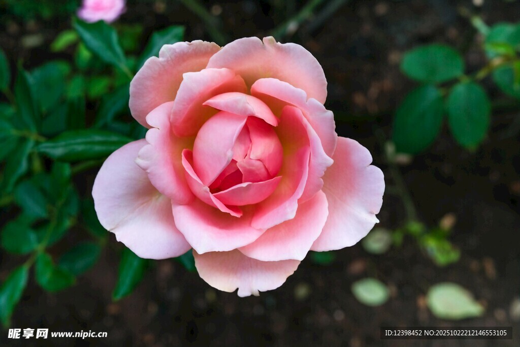 娇艳粉色月季花