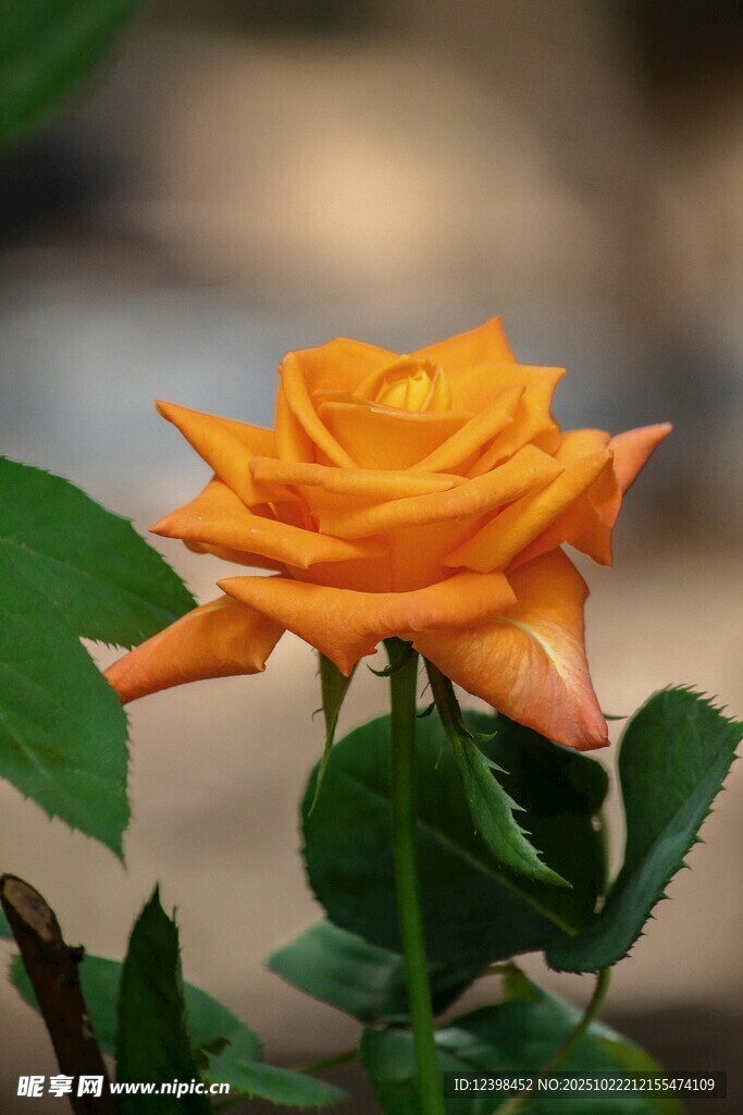 橙色娇艳月季花