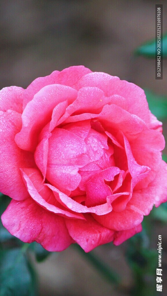 娇艳粉色月季花