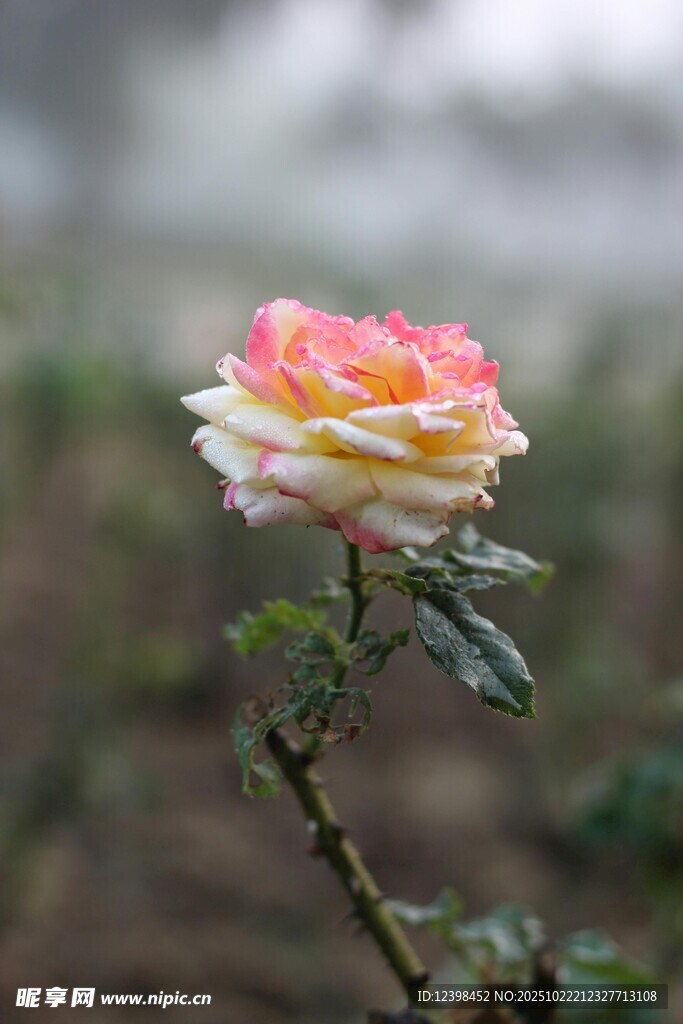 娇艳双色月季花特写