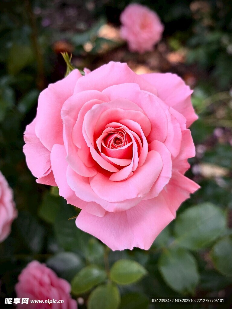 娇艳粉色玫瑰特写