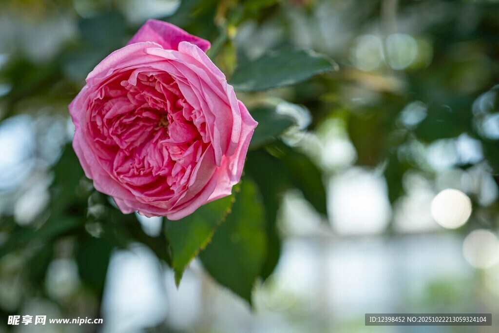 娇艳绽放的粉色月季花