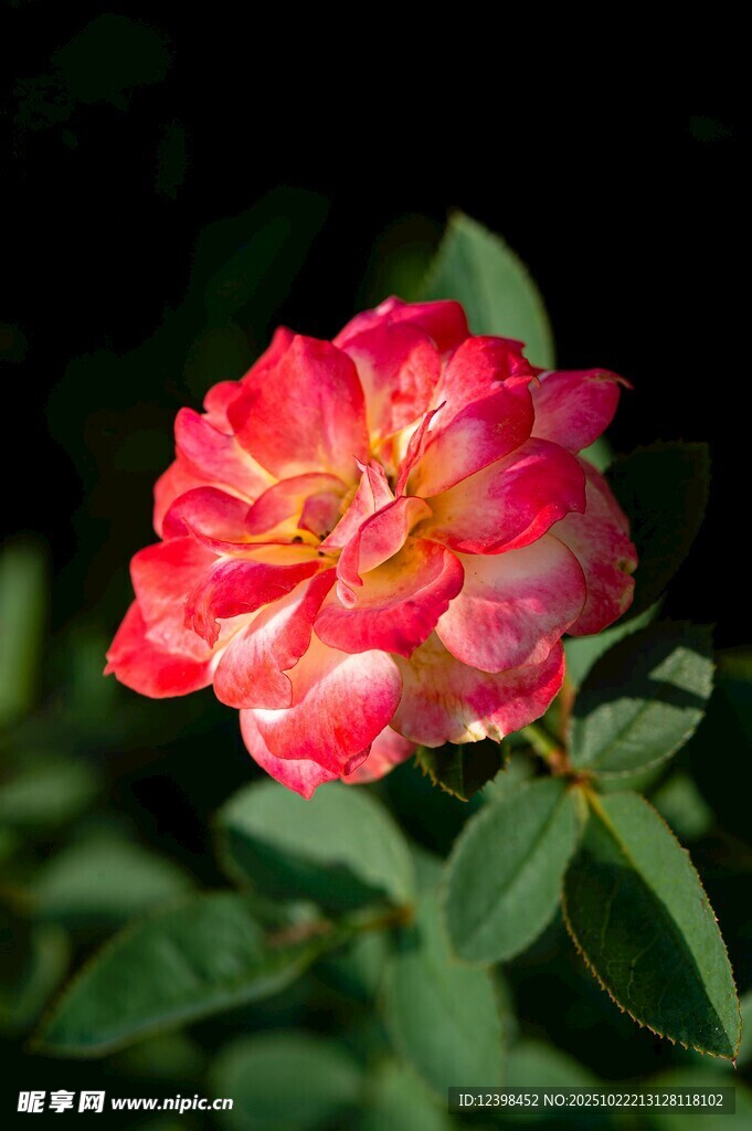 娇艳双色月季花
